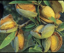 fruitboom amandel (prunus dulcis)