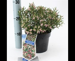 andromeda polifolia 