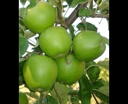patiofruit appel 