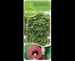 aristolochia macrophylla