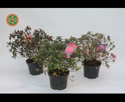 azalea japonica in soorten