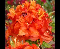 rhododendron (syn. Azalea mollis) 