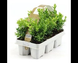 buxus sempervirens (6sts)