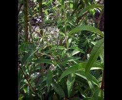 aloysia triphylla = lippia citriodora (citroenverbena) 