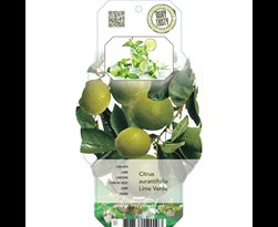 citrus aurantifolia 