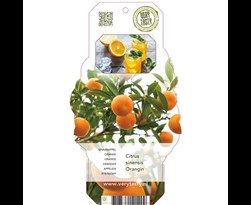 citrus sinensis 