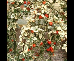 cotoneaster suecicus 