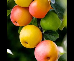 fruitboom trio-appel elstar/jonagold/rode boskoop