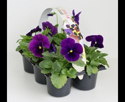 viooltjes grootbloemig paars met oog (6sts)