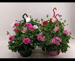 hangpot geranium
