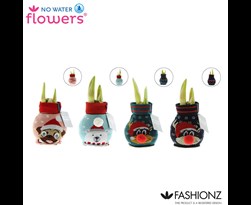 hippeastrum of amaryllis no water flowers® fashionz silly mix