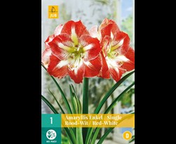 jub amaryllis rood/wit (1sts)