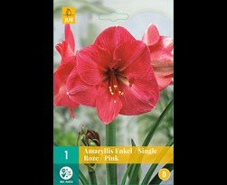 jub amaryllis roze (1sts)