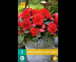 jub begonia red sunset (2sts)