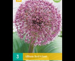 jub allium red giant (3sts)