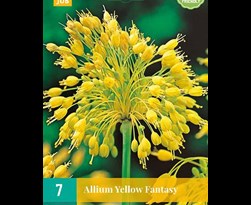 jub allium yellow fantasy (7sts)