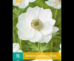 jub anemone coronaria bride (15sts)