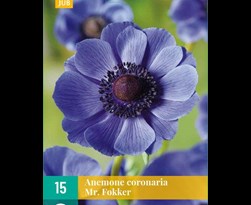 jub anemone coronaria mr.fokker (15sts)
