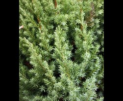 juniperus chinensis 