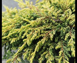 juniperus horizontalis 