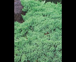 juniperus procumbens 