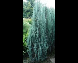 juniperus scopulorum 