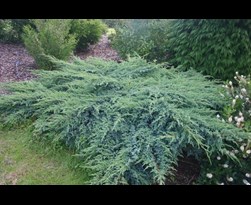 juniperus squamata 