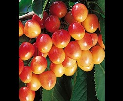 fruitboom kers 