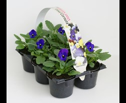 viola cornuta kleinbloemig blauw (6sts)