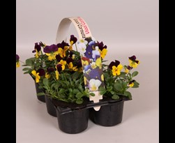 viola cornuta kleinbloemig geel/rood (6sts)