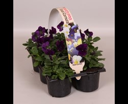 viola cornuta kleinbloemig paars (6sts)