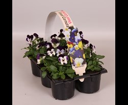viola cornuta kleinbloemig paars/wit (6sts)