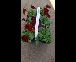 viola cornuta kleinbloemig rood (6sts)
