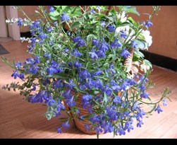 perkplanten - lobelia blauw