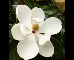 magnolia grandiflora 