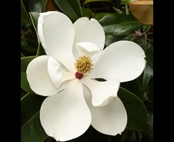 magnolia grandiflora 