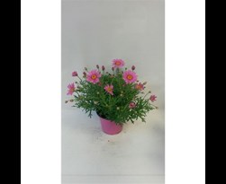 margriet roze