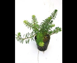 myriophyllum brasiliensis in mand