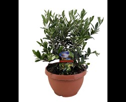 olea europaea bonsai (olijfboom)