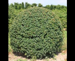 osmanthus burkwoodii bolvorm