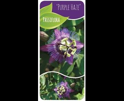 passiflora 