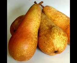 patiofruit peer 