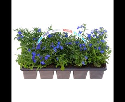 perkplanten - lobelia blauw