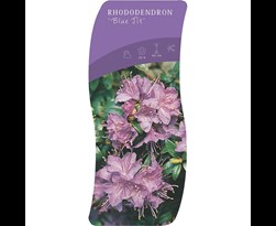 rhododendron 