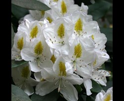 rhododendron (t) 