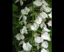 wisteria floribunda 