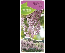 wisteria floribunda 