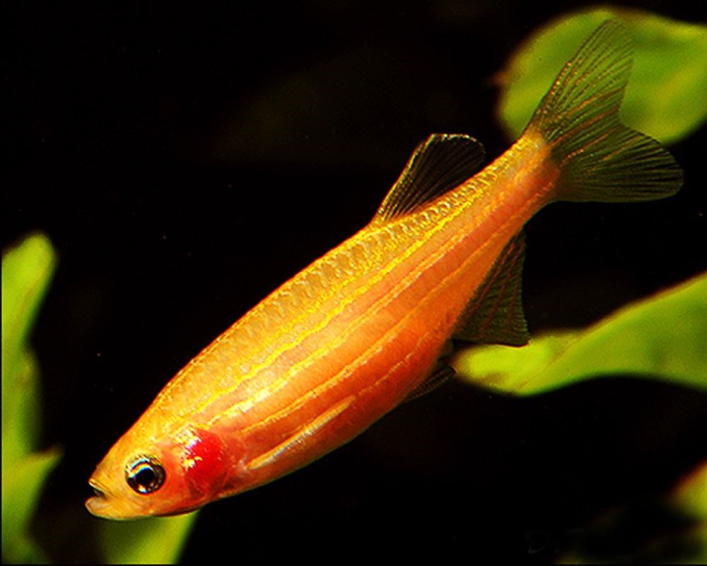 av hifin golden zebra danio Tuincentrum Pelckmans