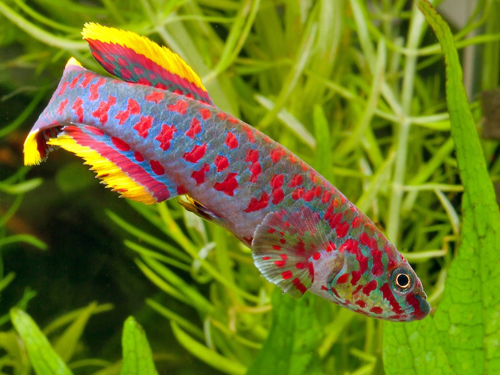 av steel blue killie Tuincentrum Pelckmans