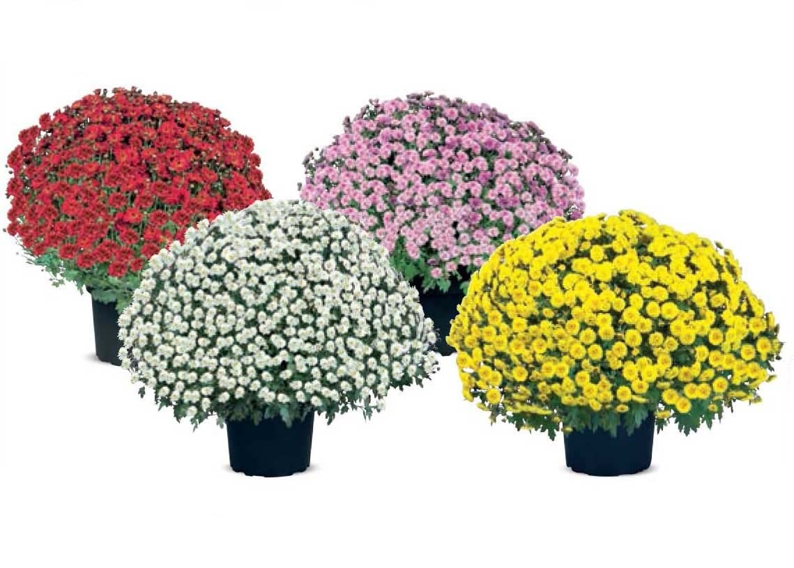 bolchrysant Tuincentrum Pelckmans